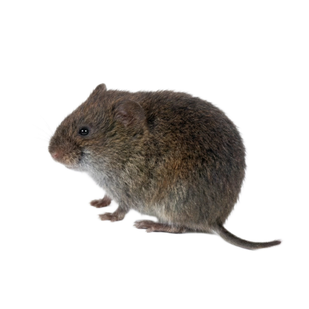 Wiesenwühlmaus