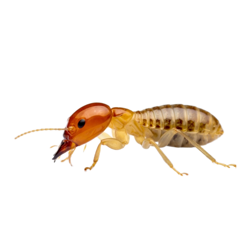 Termite Soldiers