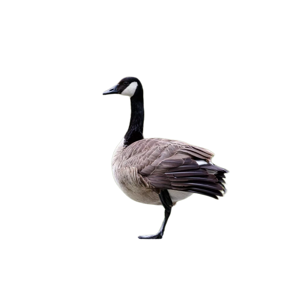 canada-goose