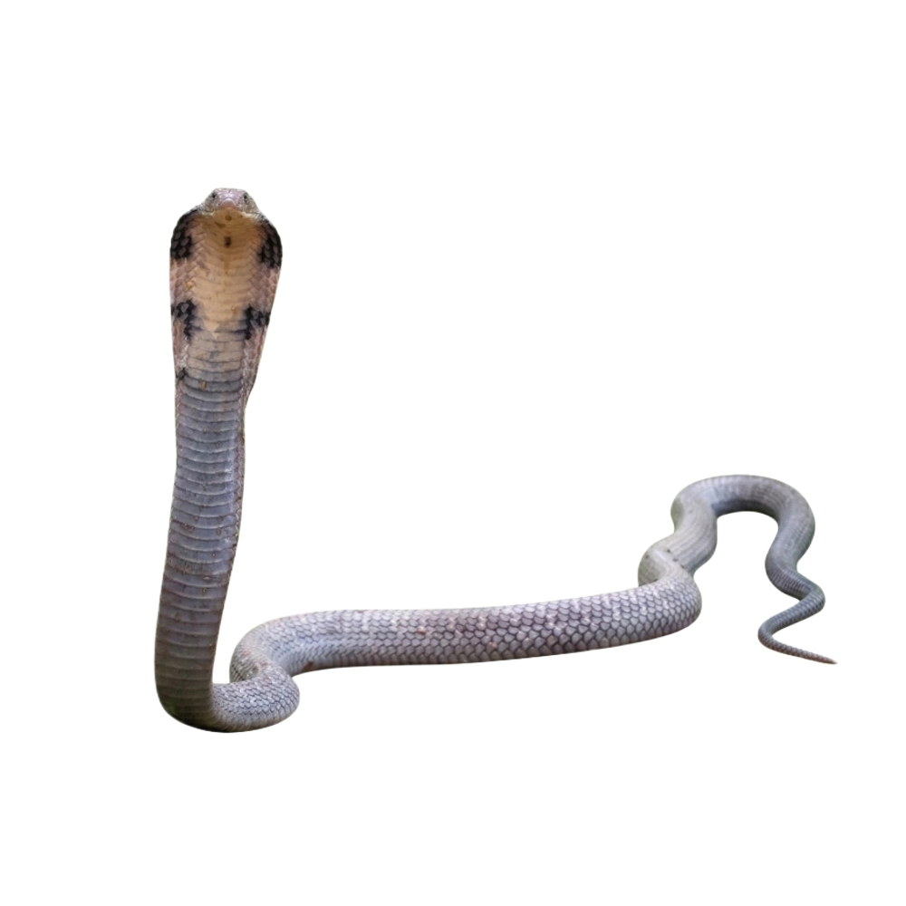 King Cobra
