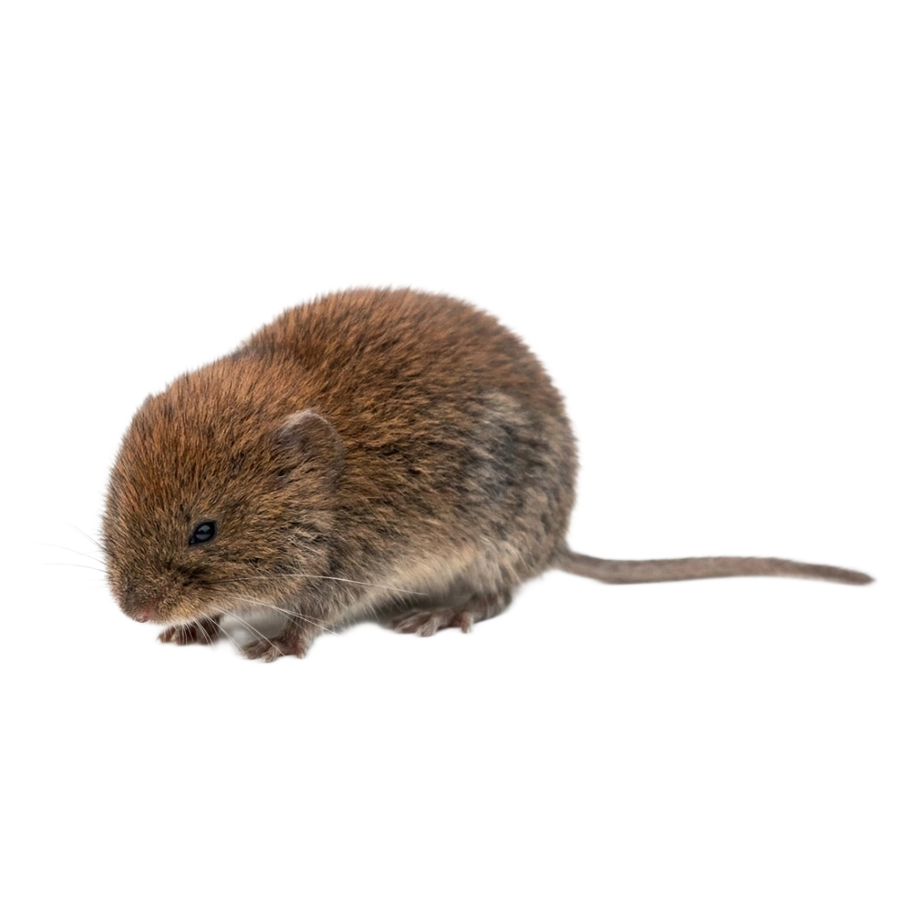 Feldmaus