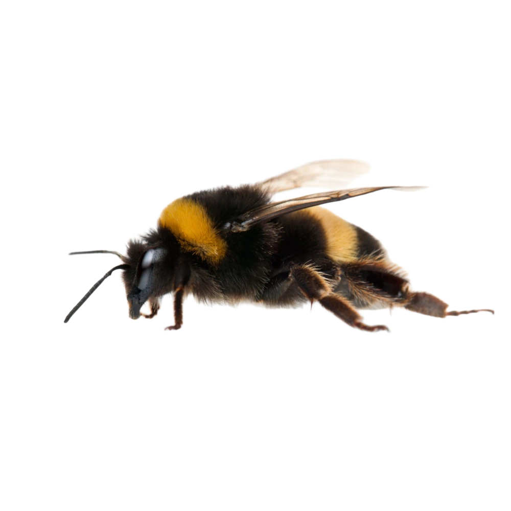 Bumble bee