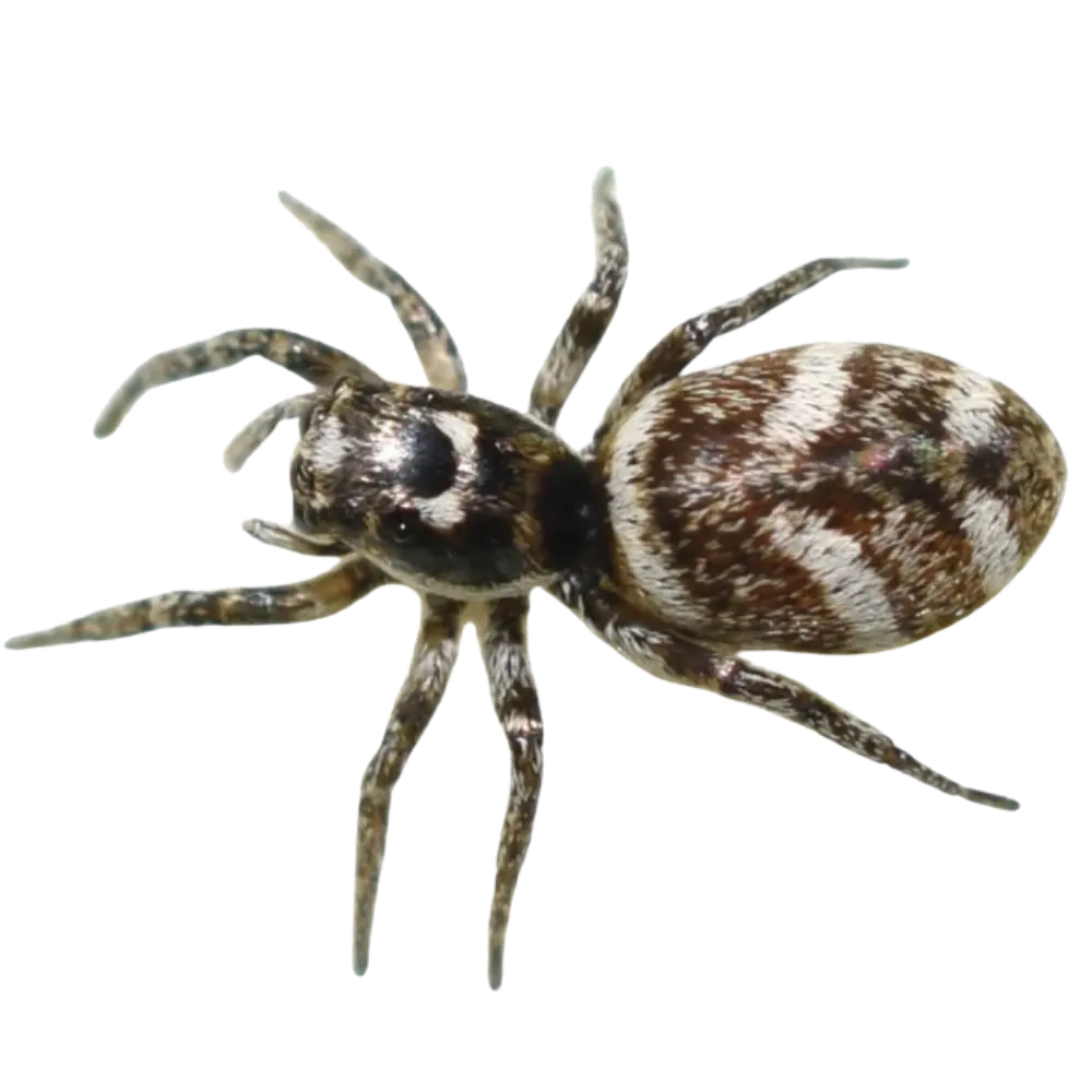 Zebra spider or Zebra jumping spider