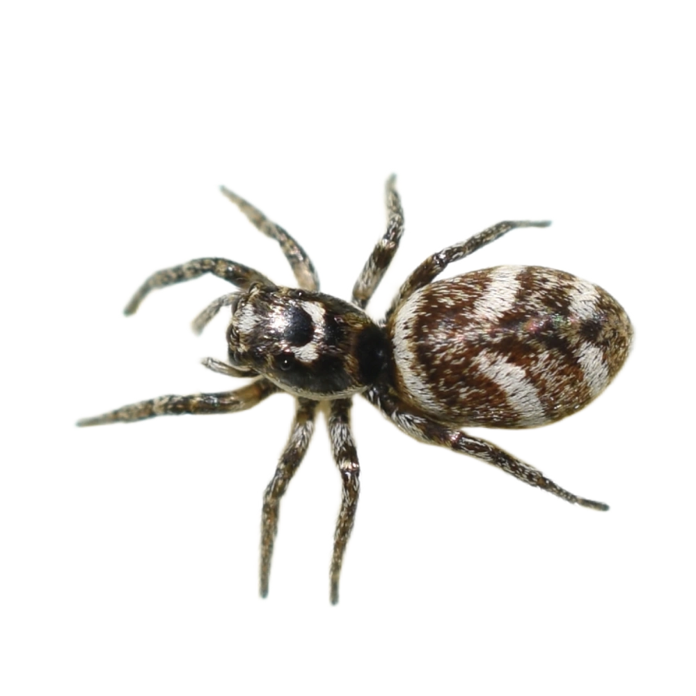 Zebra spider or Zebra jumping spider