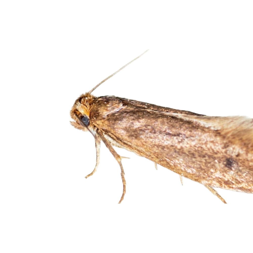 case-bearing-clothes-moth