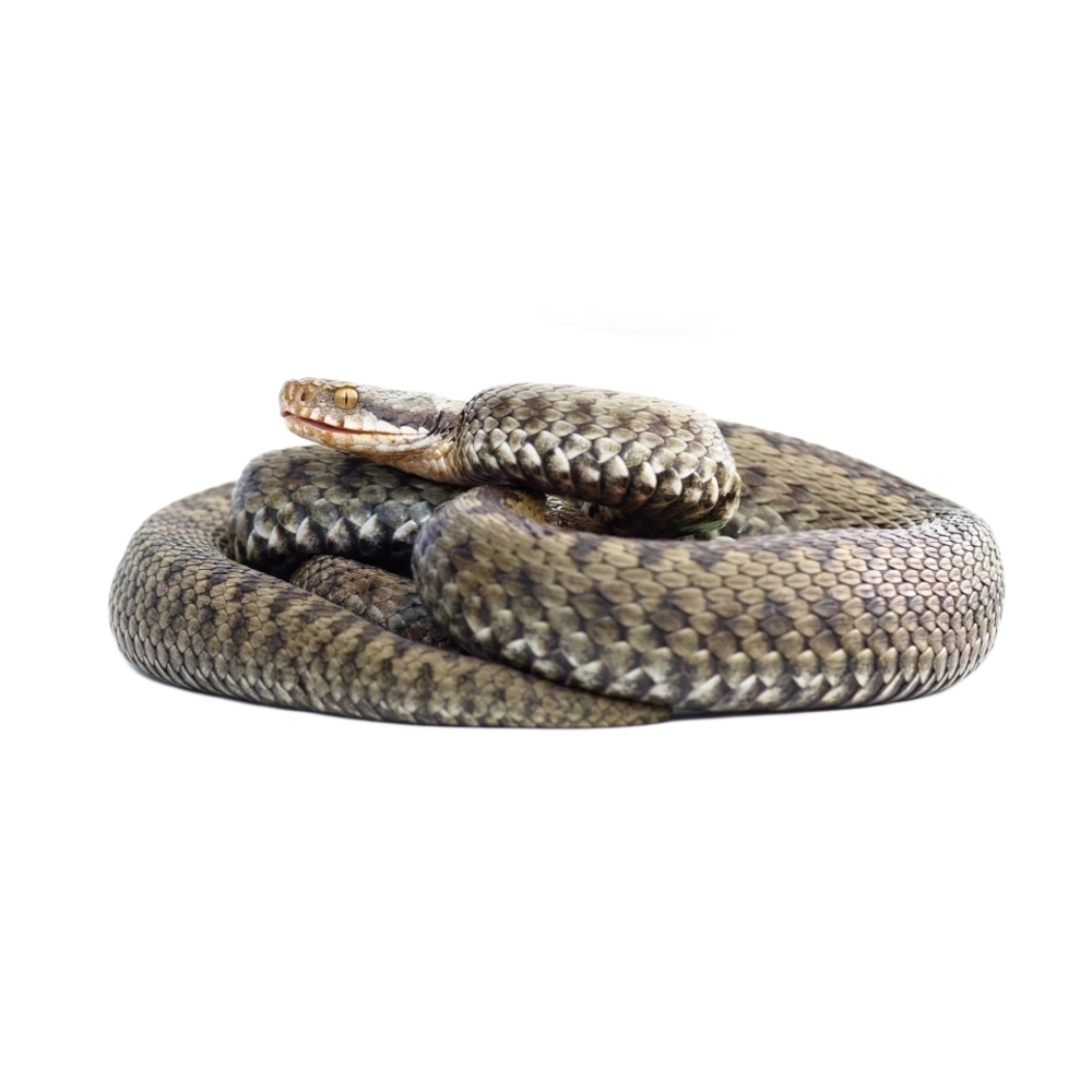 Adder - Common Viper