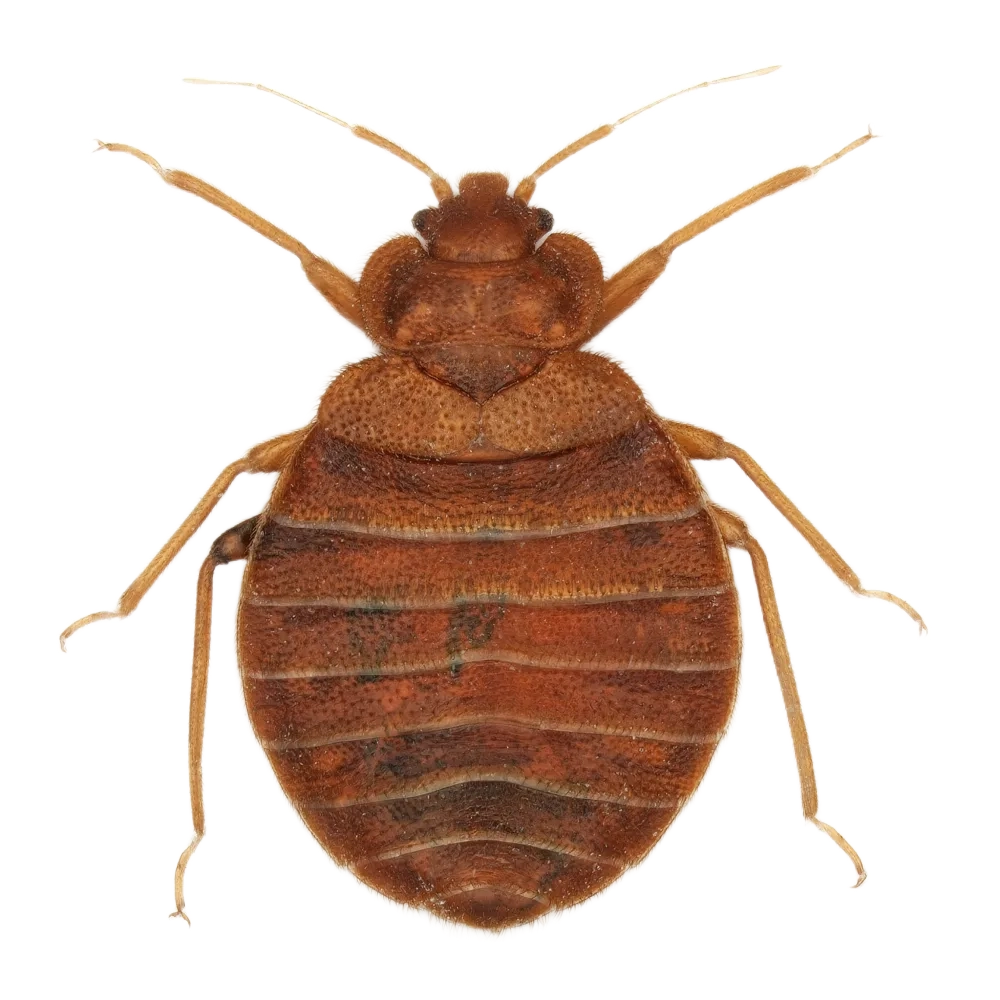 Bed Bugs