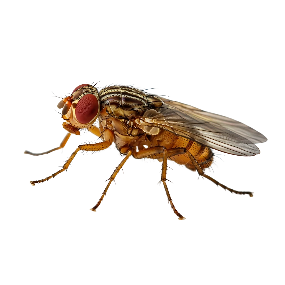 Fruchtfliege