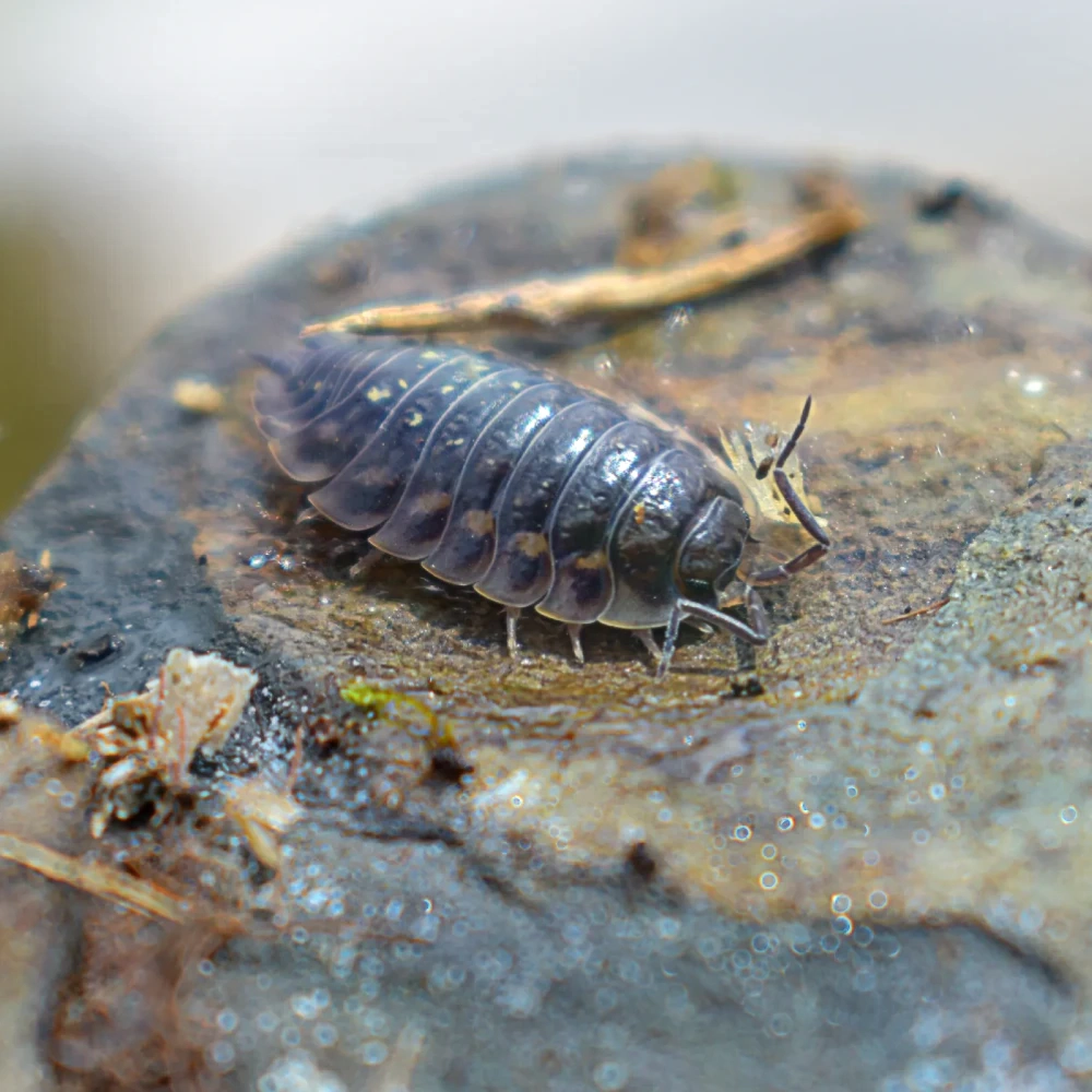 Isopoda