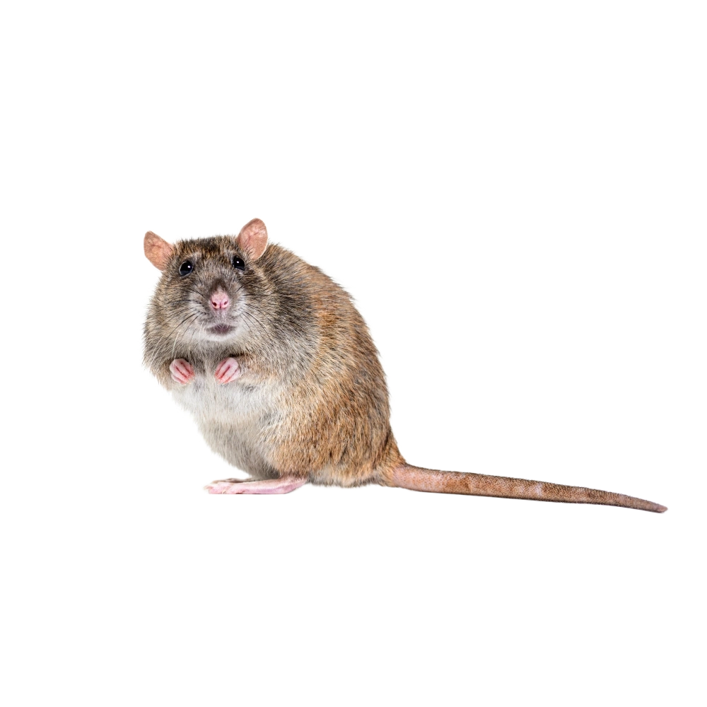 Wanderratten