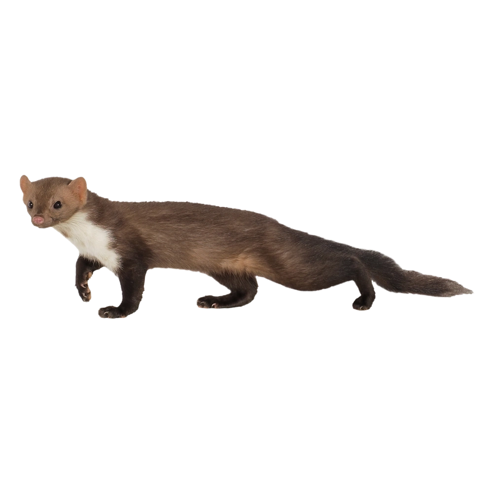 Steinmarder