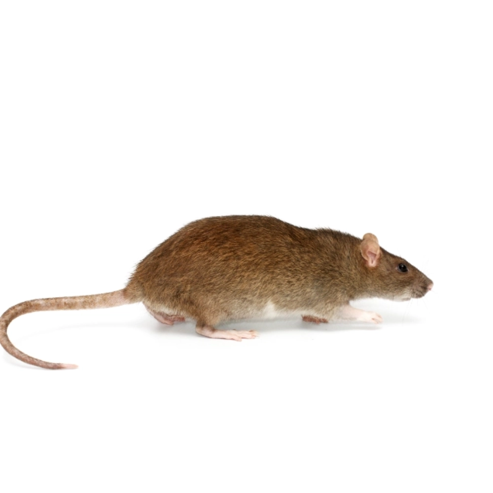 Brown Rat