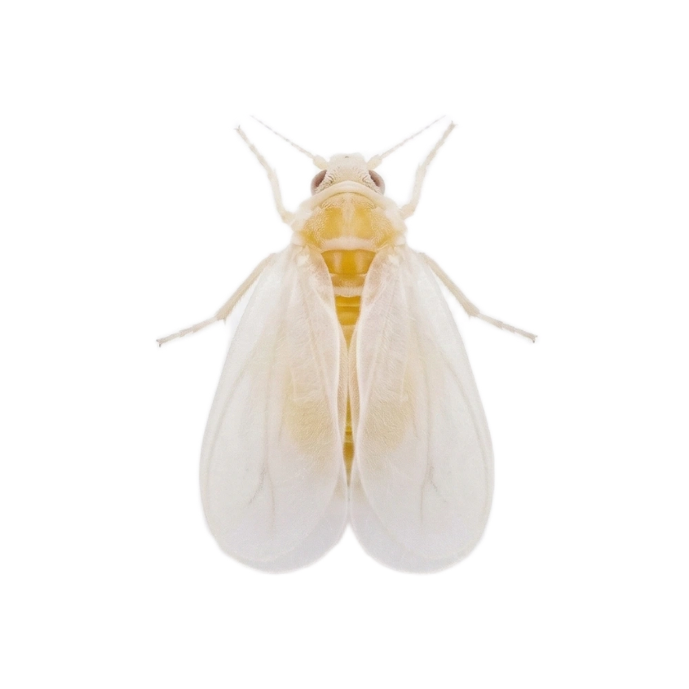 Weiße Fliege