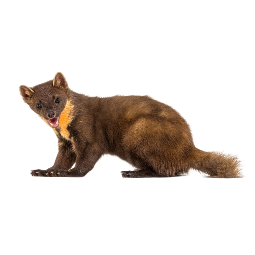 Baummarder