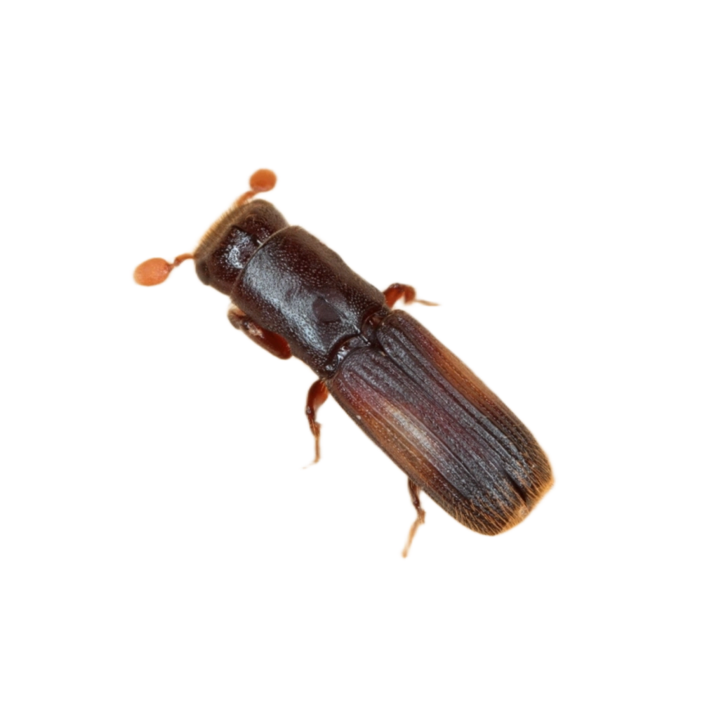 Pinhole Borer (Kumbang Liang Jarum)