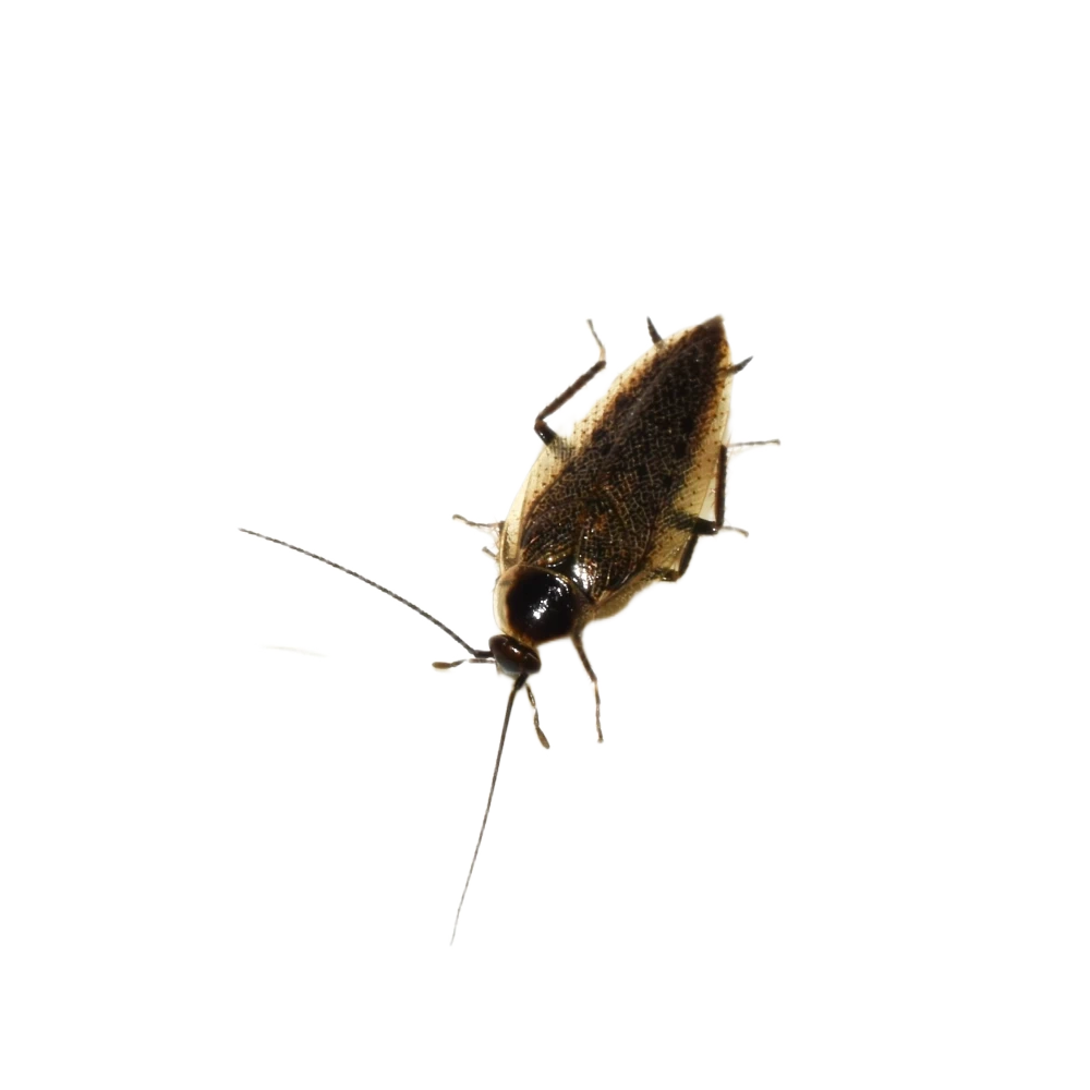 Dusky Cockroach