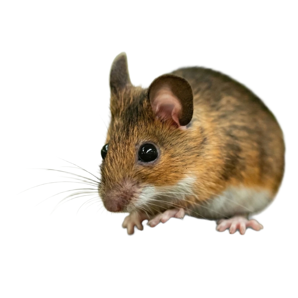 Gelbhalsmaus