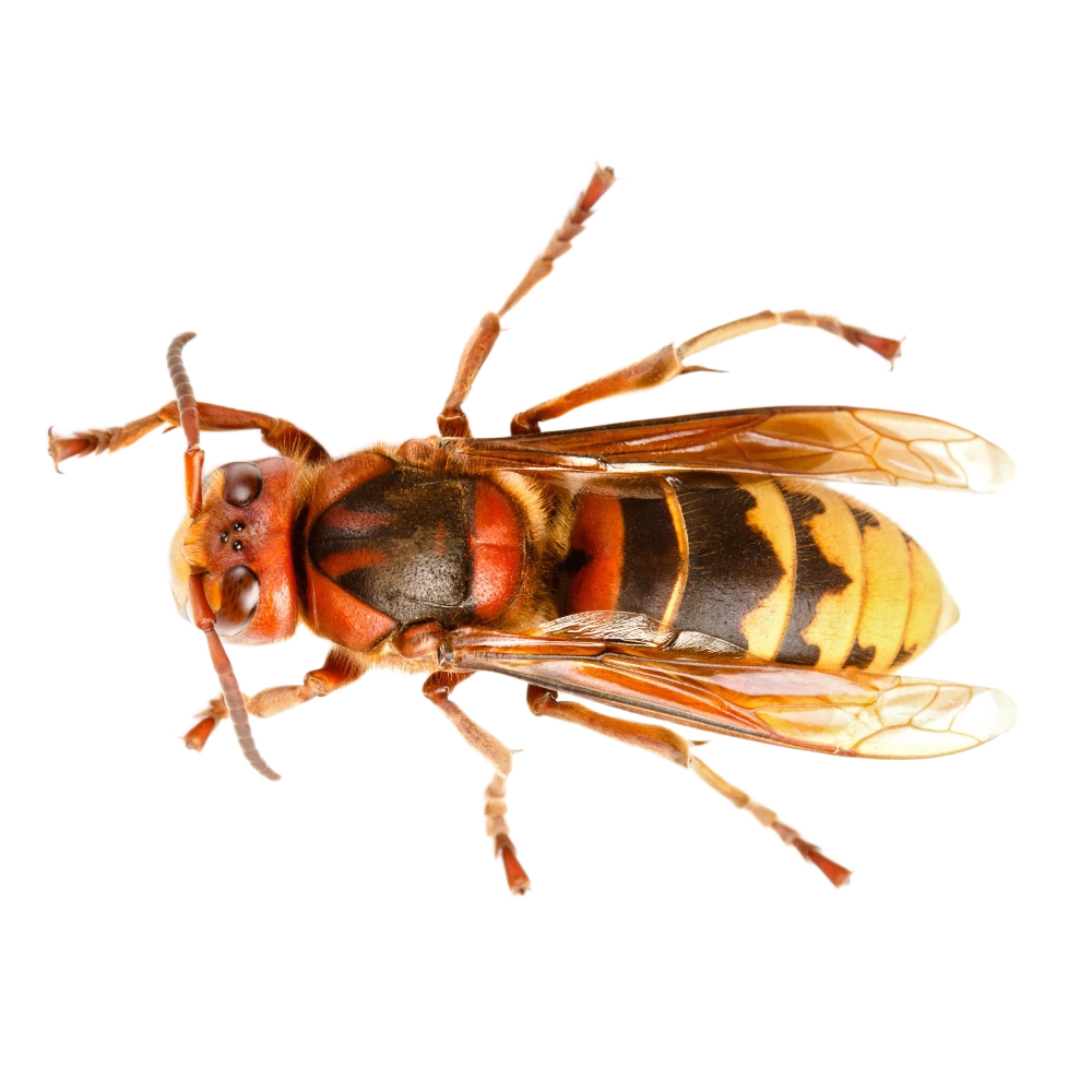European hornet