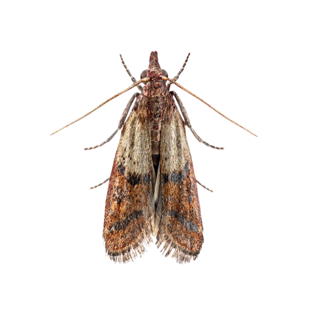 common-clothes-moth