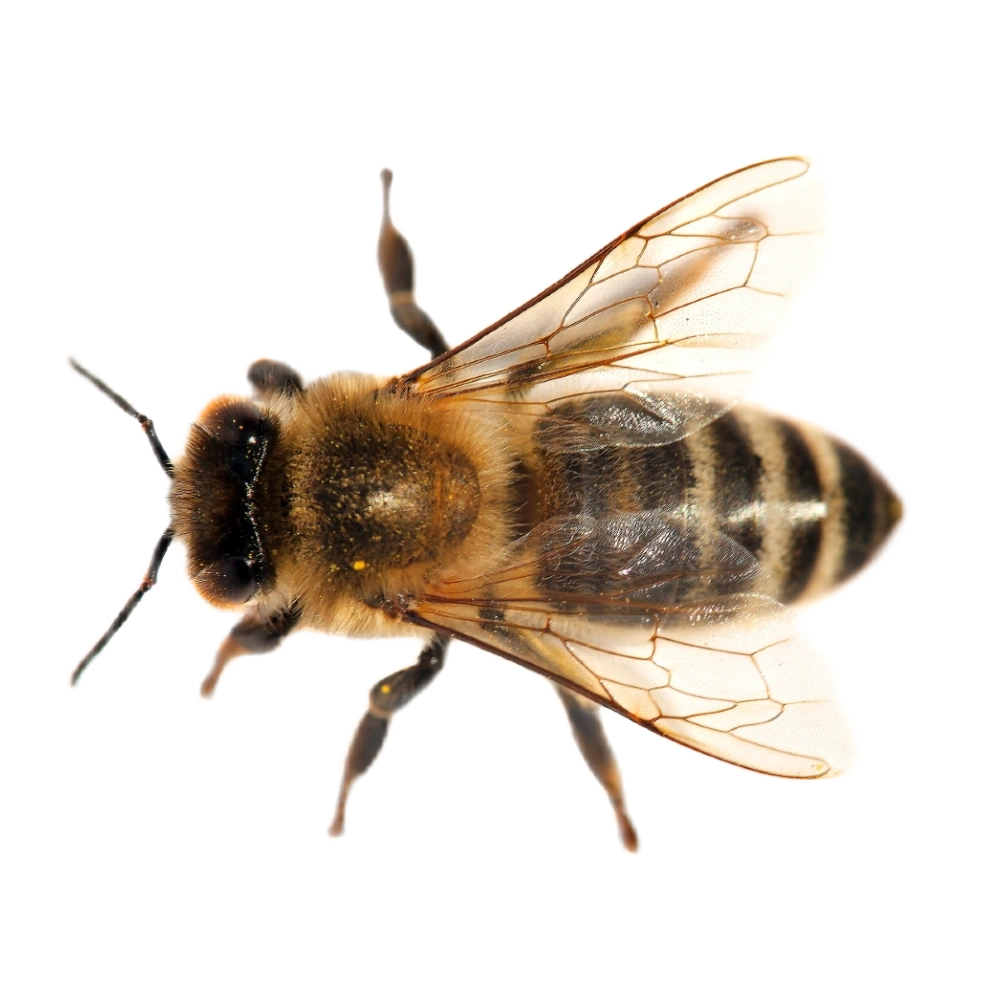 Honigbiene