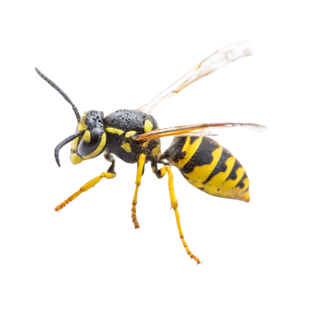 Avispa Chaqueta Amarilla