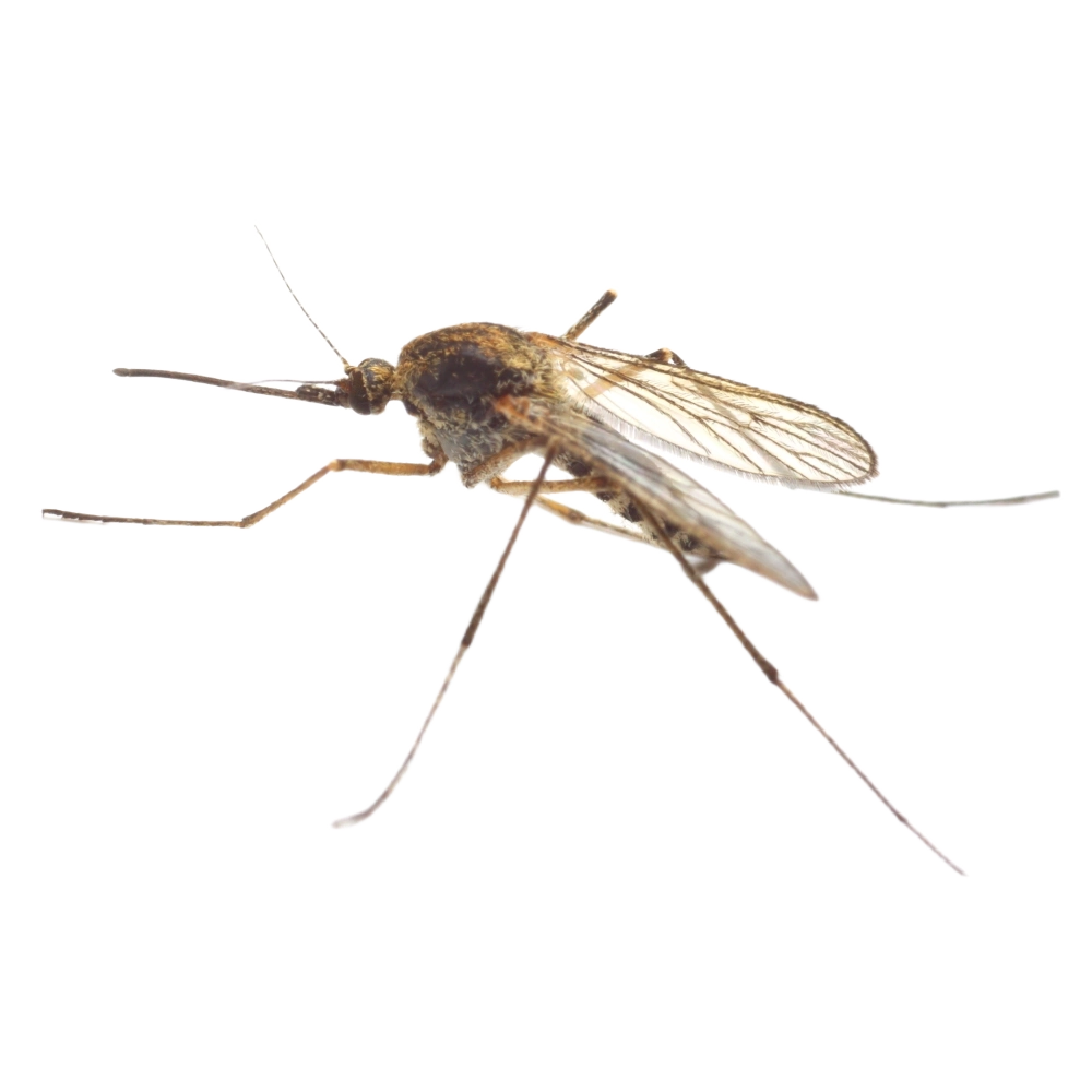 Anopheles Mosquito