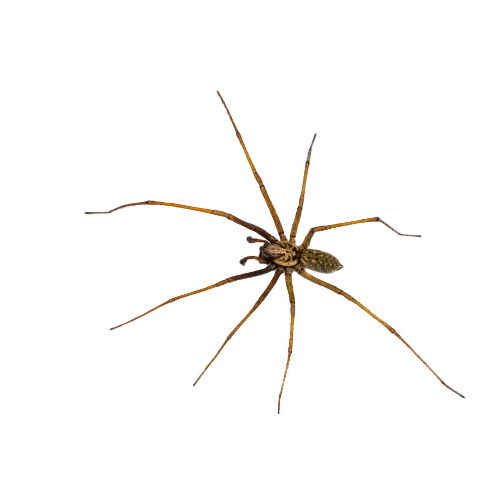 Giant house spider