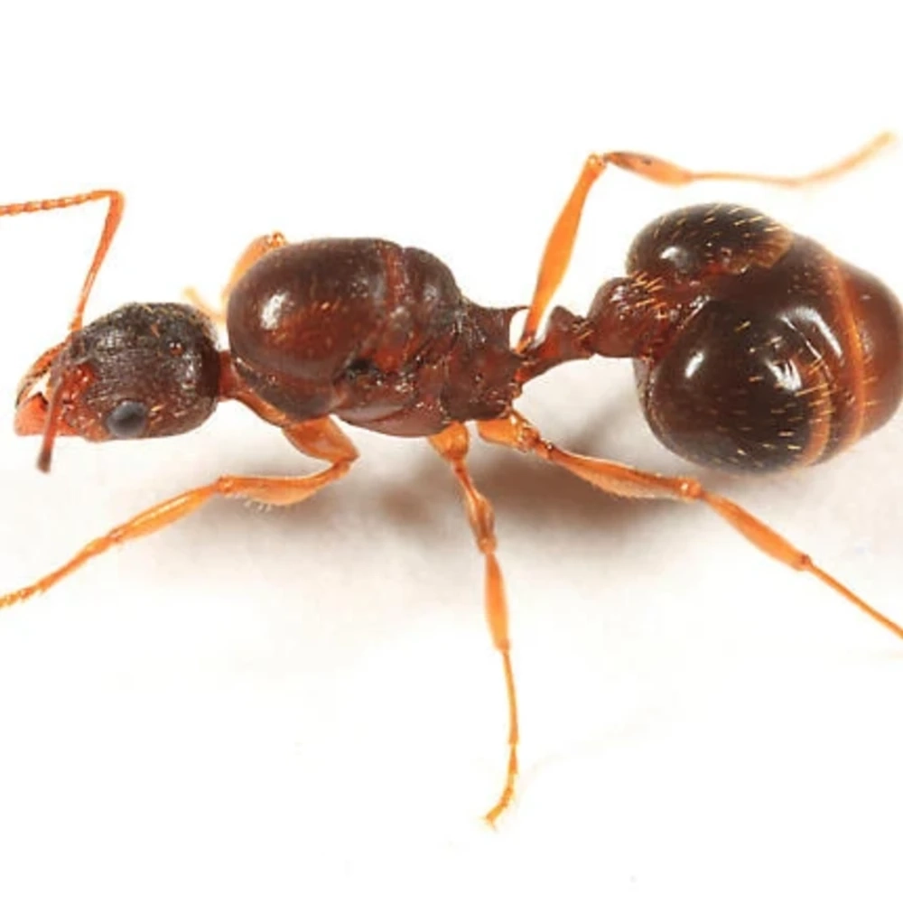 Alphaenogaster