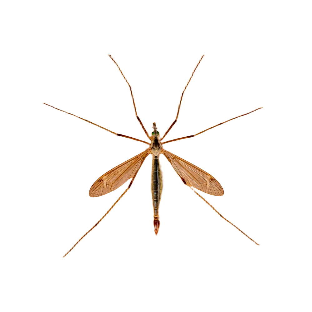 Crane Fly
