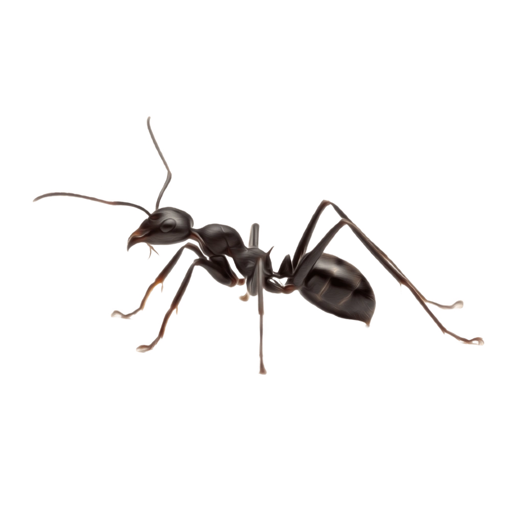 Formiga louca