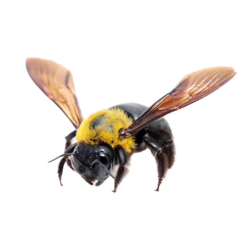 Carpenter Bees