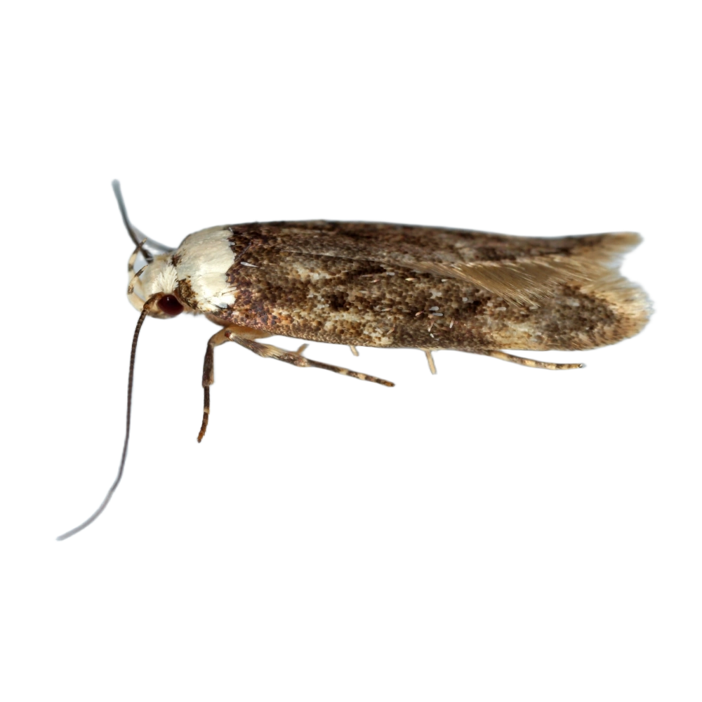 white-shouldered-house-moth