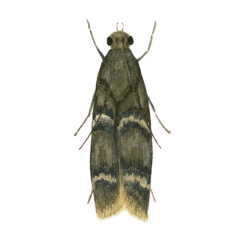 Almond Moth