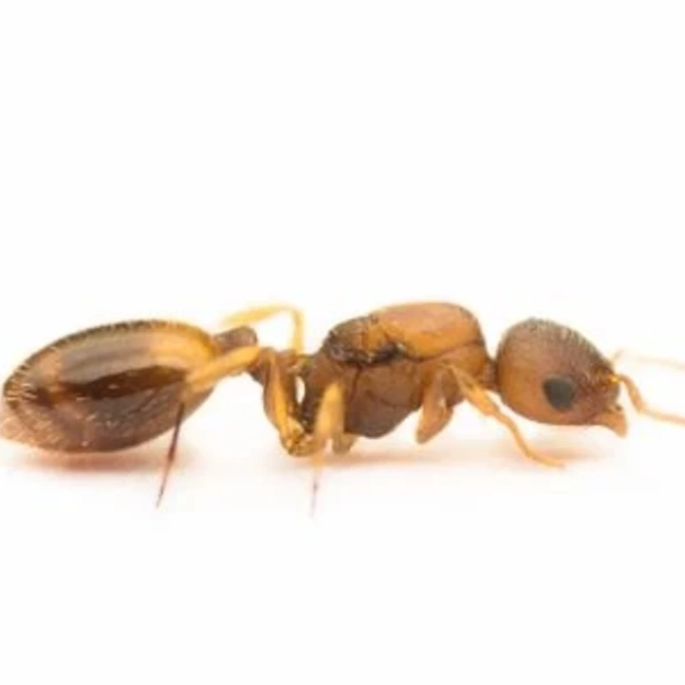 Temnothorax