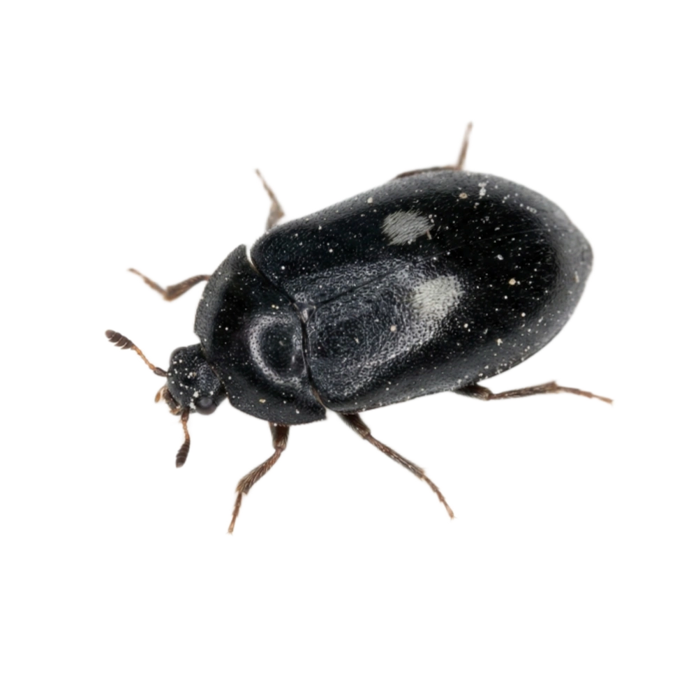 Gefleckter Pelzkäfer