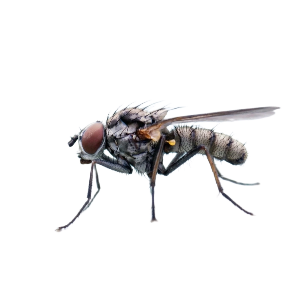 Kleine Stubenfliege