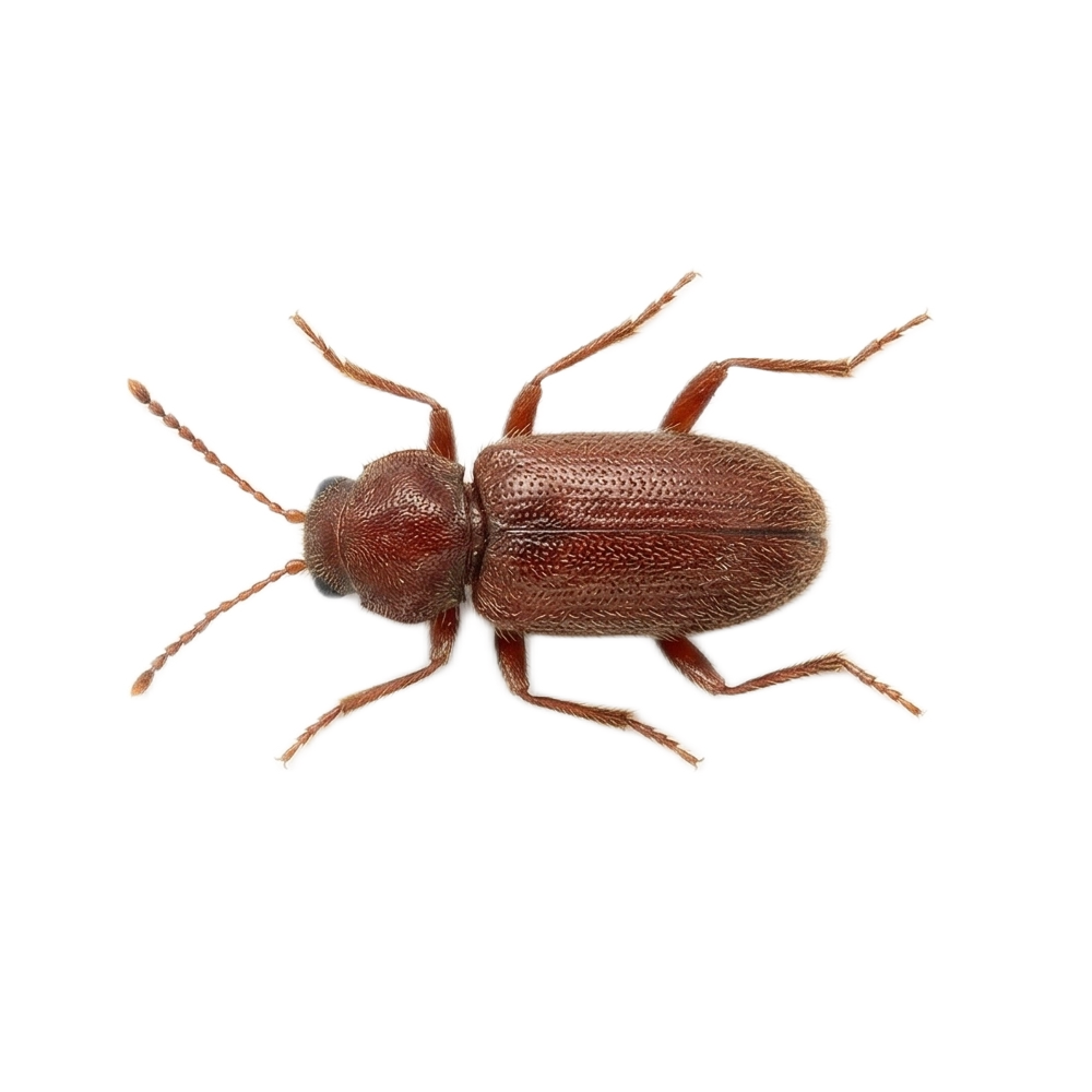 Kräuterdieb