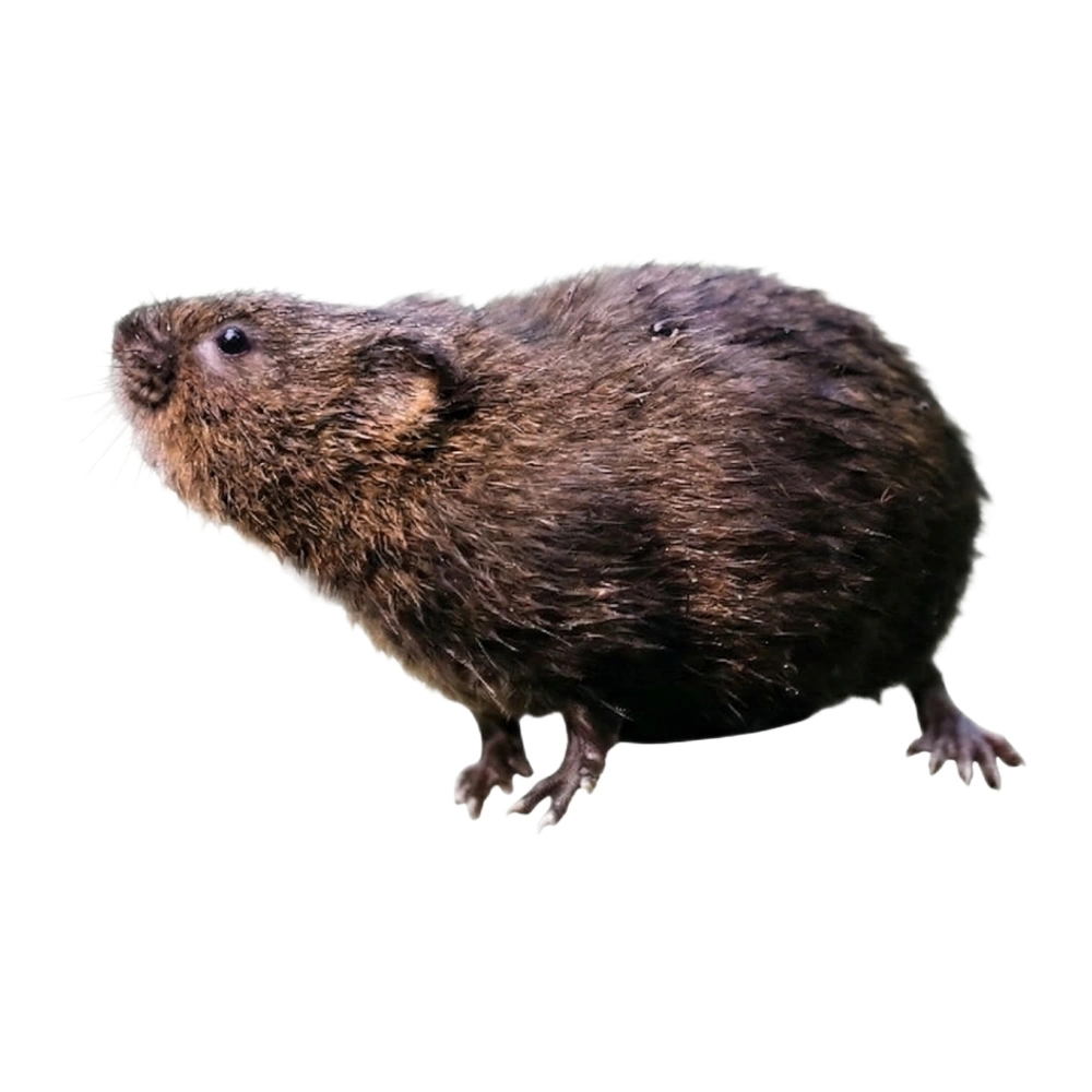 Wühlmaus (auch: Schermaus)