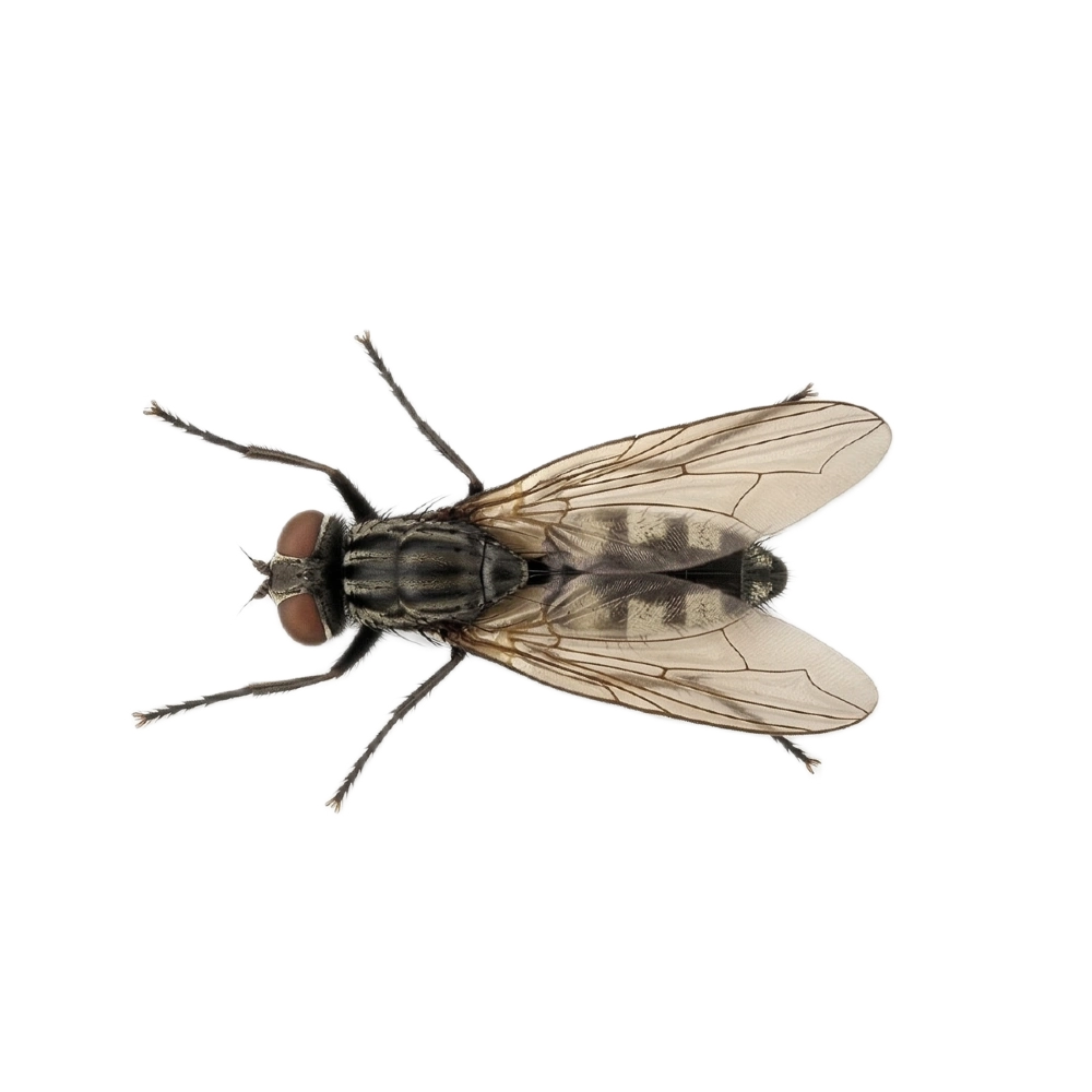 Mosca doméstica menor