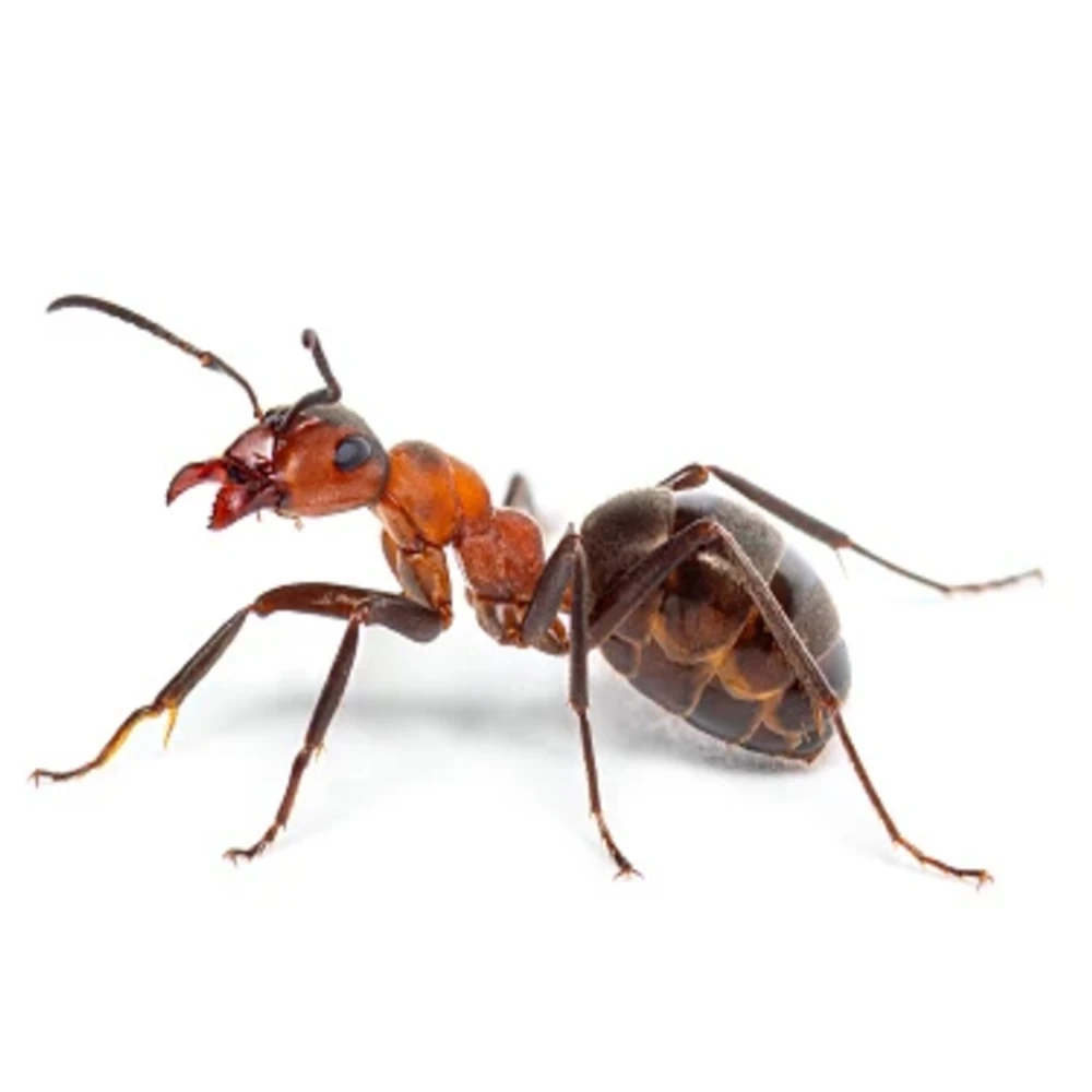 Formica
