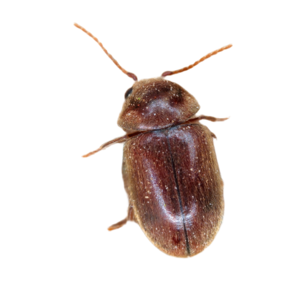 Tobacco Beetle