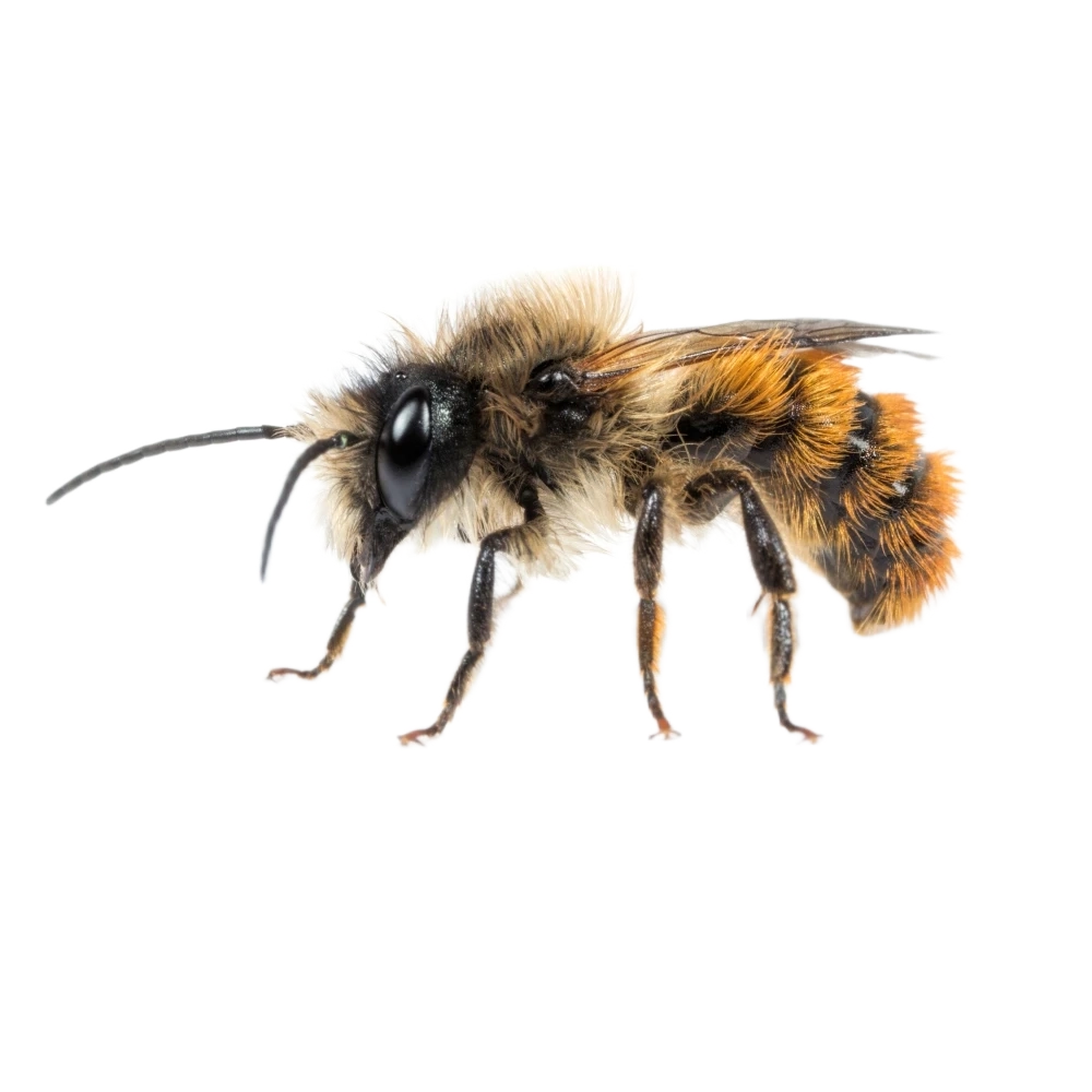 Mason bees