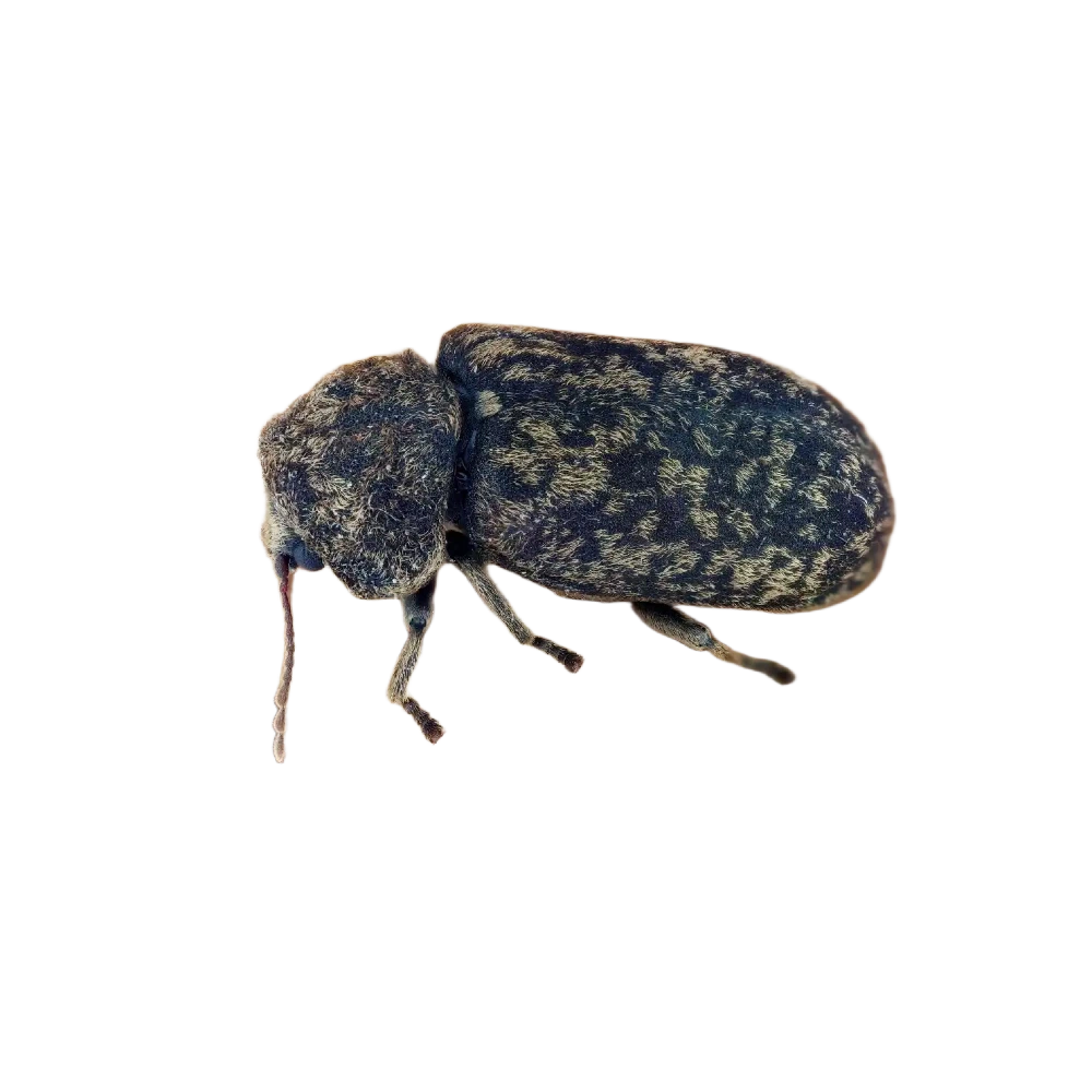 Deathwatch beetle
