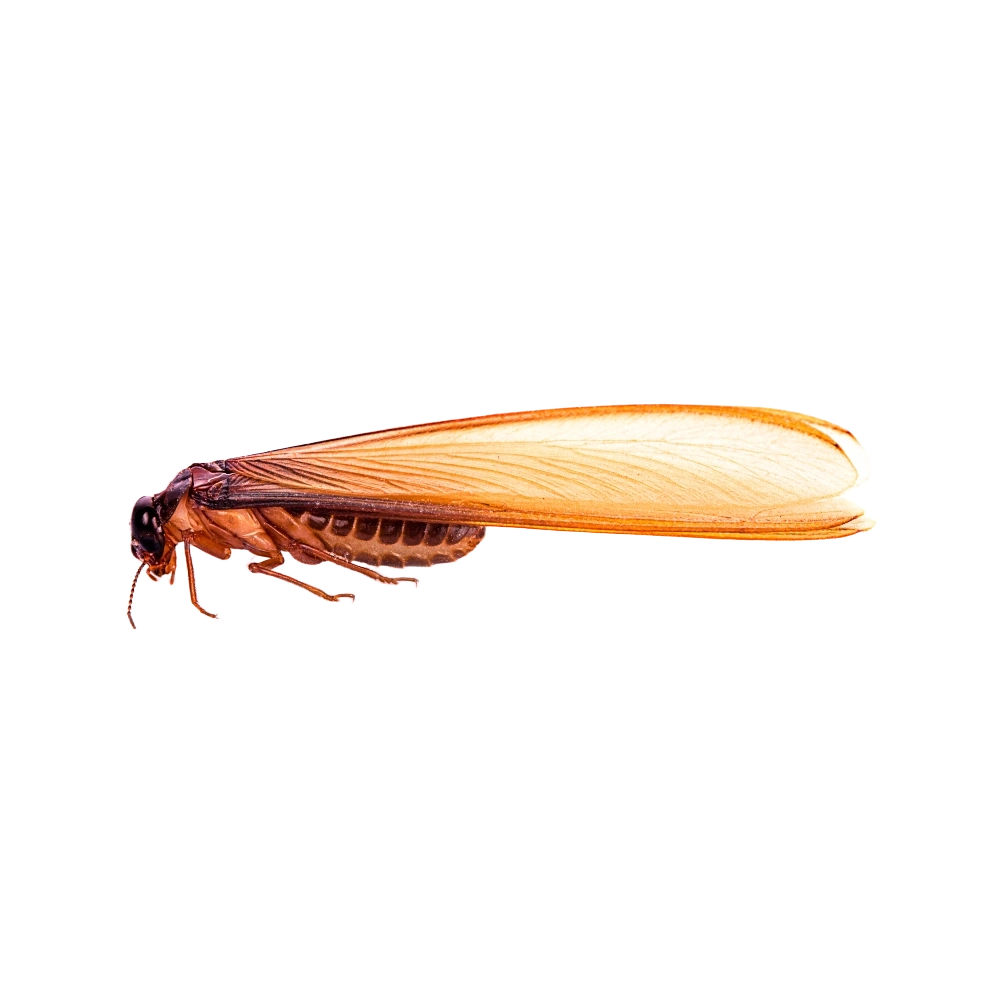 Alates