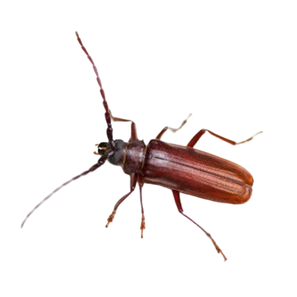 Rotbrauner Leistenkopfplattkäfer