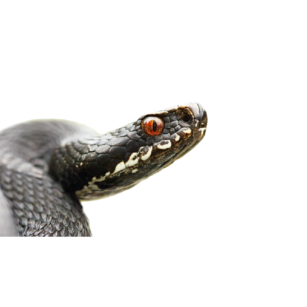 Common European adder / viper