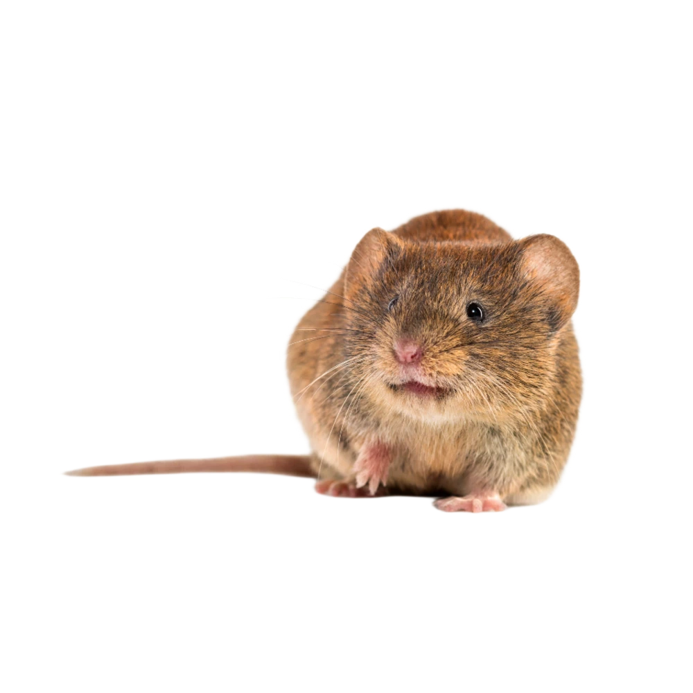 Rötelmäuse