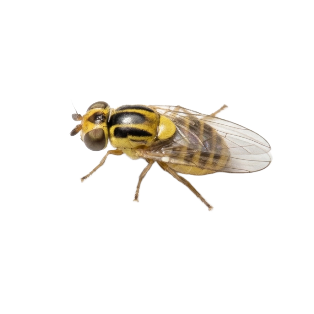 Halmfliege