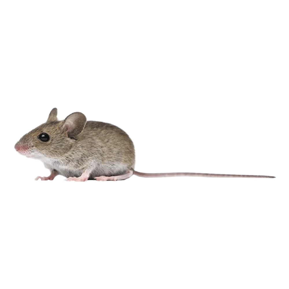 Hausmaus