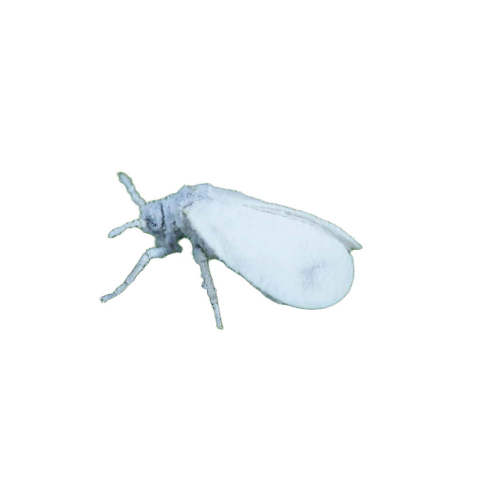 Glasshouse whitefly